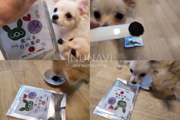 食べる目の革命を食べる愛犬たち